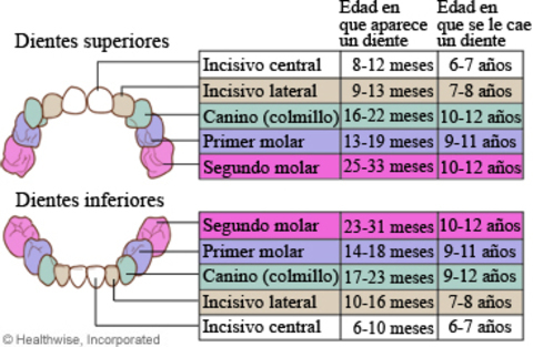 Consejo para la Salud Bucodental